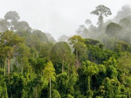 Health Angels: Trees for life