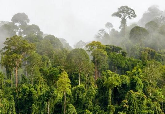 Health Angels: Trees for life